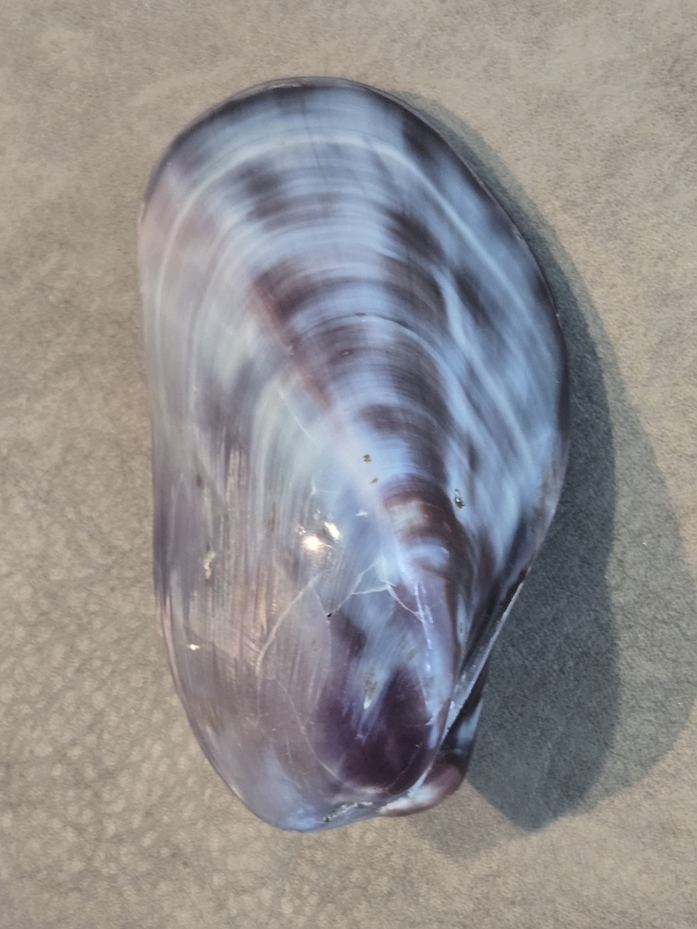 🐚 Stunning Natural Quahog Clam Shell | Wampum | Purple & Burgundy Swirl | 3 in